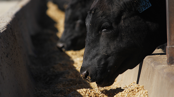 feedlot-generic